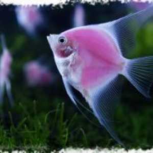 Angelfish - компатибилност со други риби
