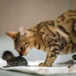 Колку мачиња мачка раѓа за прв пат?