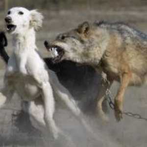 Куче за лов на волци