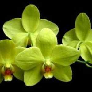 Видови на орхидеи