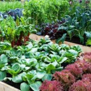 Компатибилност на садење зеленчук
