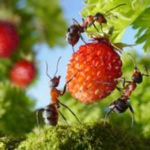 Лек за мравки во градината