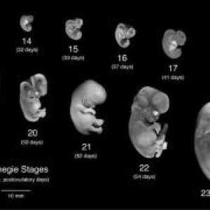 Човечки ембрионски фаза на развој