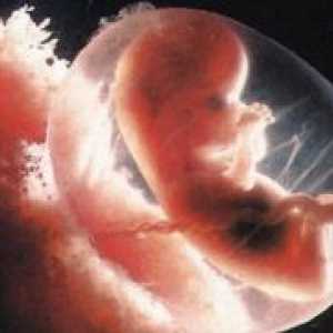 Фази во развојот на ембрионот