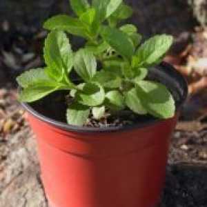Stevia - расте од семе дома