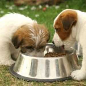 Сува храна за мала раса кучиња