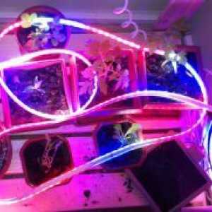 LED осветлување лента садници