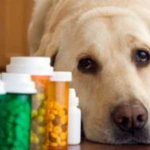 Таблети од црви за кучиња