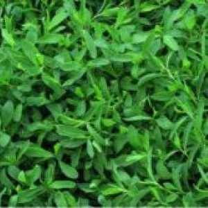 Трева knotweed - примена