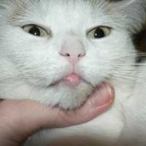 Мачка потечени долната усна