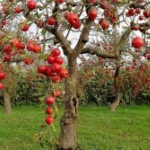 Ѓубрива за јаболко есен