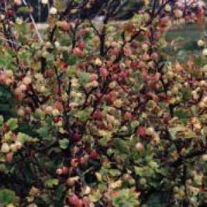 Грижа цариградско грозде есен - подготовка за зима