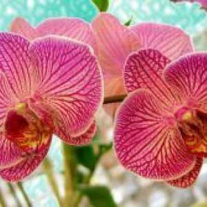 Грижа за орхидеи зима