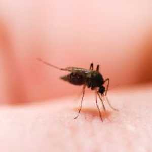 Каснување од комарец - Како да се отстрани оток?