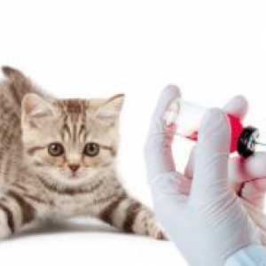 Вакцините за мачки