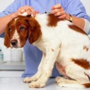 Вакцините за кучиња