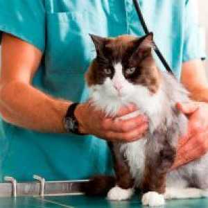 Вирусни перитонитис мачки