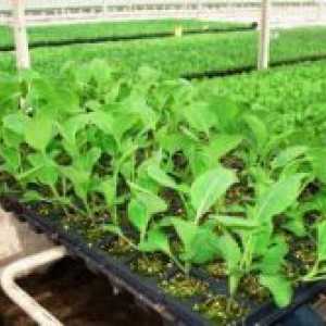 Одгледување на зелка садници