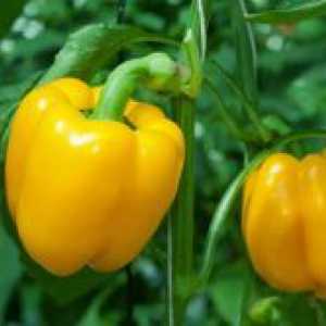 Одгледување на пиперка садници