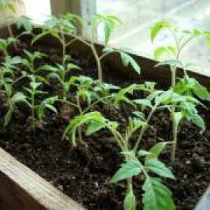 Расте домати садници