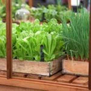 Одгледување на зеленчук во стаклена градина