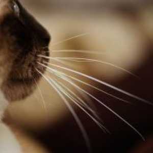 Зошто мачка мустаќи?