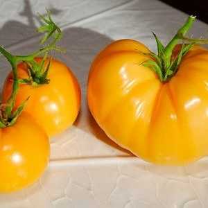 Жолта домати - сорти
