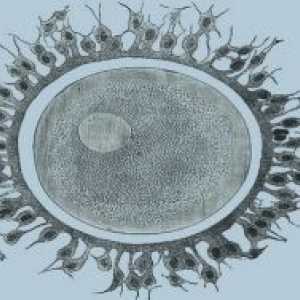 Женски репродуктивни клетки