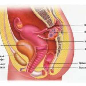 Женски полови органи
