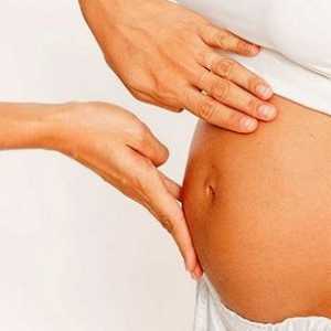 Утробата 15 недели на бременост